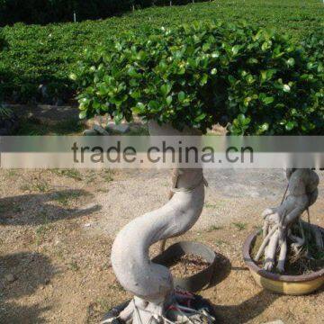 Ficus Big Bonsai