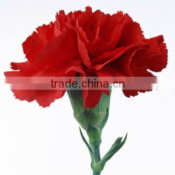 Supply Carnation Fresh Cut Carnation Fresh Cut Flowers photo-5
