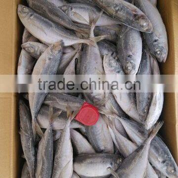 Horse Mackerel HGT photo-3