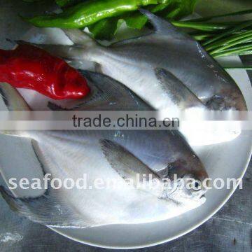 IQF Silver Pomfret seafood