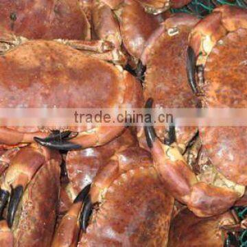 Brown Crab photo-3