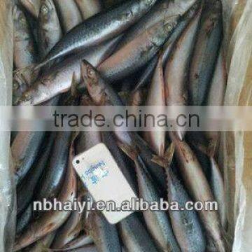 the New Catching Frozen Pacific Mackerel Was Coming 2013.7.9 photo-3