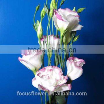 World Class Pink Ring Eustoma Seeds With Factory Price