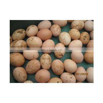 High Quality Egg Cleaning Machine,egg Washing Machine photo-5