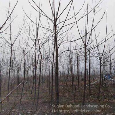 Цена 6 - сантиметровых деревьев мелиа азадарах, обладающих высокой выживаемостью