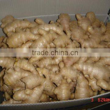 150g and up fresh ginger