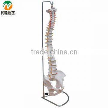 BIX-A1009 Life-Size Vertebral Column ,spine With Pelvis Model photo-3