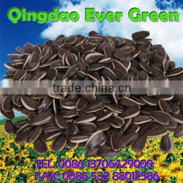 new crop chinese chinese Sunflower seeds 363