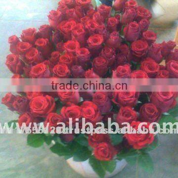 Fresh Fresh Cut Hot Roses Roses