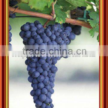Frozen Fruit Blackcurrants