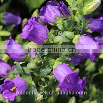 the high quality purple Campanula flower for wholesale