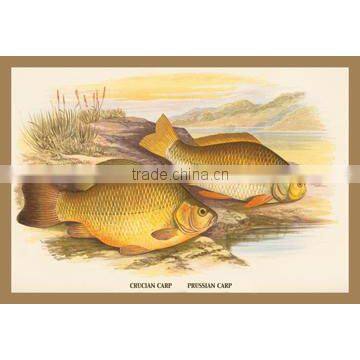 Crucian and Prussian Carp 20x30 poster