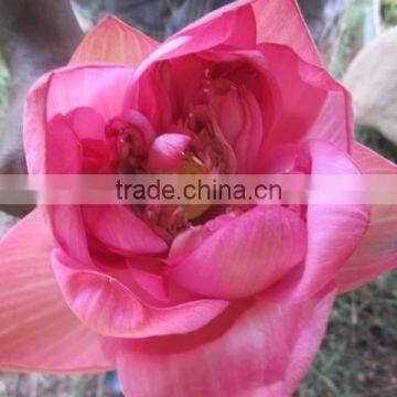 Fresh Lotus Flower Importers in Malaysia / Singapore / Dubai / Canada / US photo-2