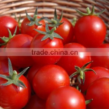 DaLat FRESH TOMATOES