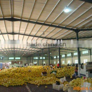 china honey pomelo/high quality