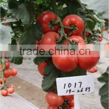 International Class Top Quality High Yield Chinese Vegetable Seeds Hybrid F1 Big Pink Tomato Seeds For Sale-Zhong Yan 1017