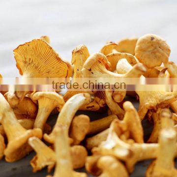 Real Wild Dry Chanterelles Mushroom Wholesale Price