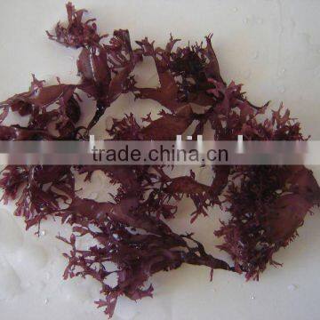 red seaweed