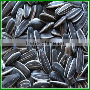 Bulk Sunflower Seeds 5009 ,363, 3939 Sale