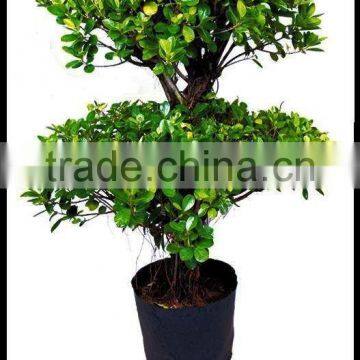 two-layer ficus plants