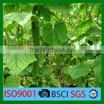 Hight Quantity Cucumber Plant Nets ( factory )