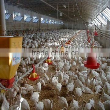 Automatic chicken feeder And Drinker Poultry Equipment