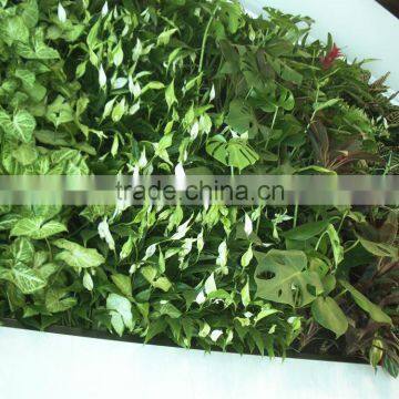 Home and Outdoor Decoration Synthetic Cheap Artificial Vertical Green Grass Wall E08 04R25 photo-6