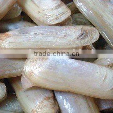 Whole Frozen Razor Clam