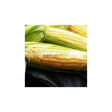 High Quality maize starch