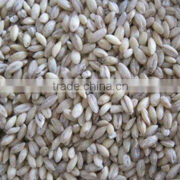 organic hulled barley