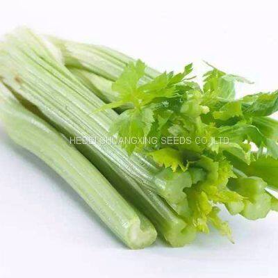 Chines Factory Good Quality Celery Seeds for Planting photo-2