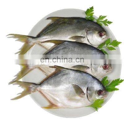 Frozen Golden Pompano golden pomfret fish