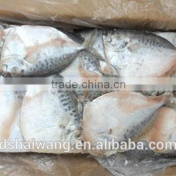 Frozen whole round moon fish with size 200 g up