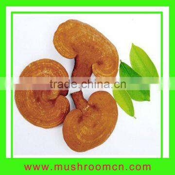 Cure insomnia Organic Ganoderma Lucidum Reishi Mushroom