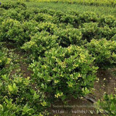 Шарики лигустра японского 'howardii' с шириной кроны 1 метр недорогие и имеют высокую выживаемость.