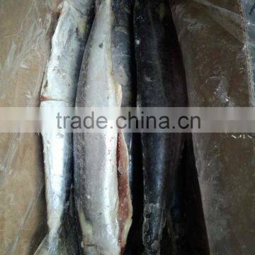 2015 Hung Frozen Spanish Mackerel Whole Gutted