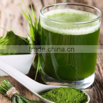 High Grade Wheat Grass Powder For Healthy Diet