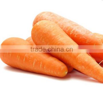 2014 new fresh yellow carrot of high quality but low price