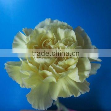 Export high grade fresh flowers liberty yellow carnation