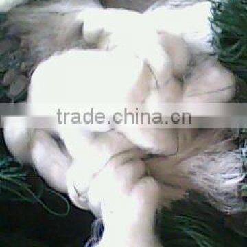 gill net