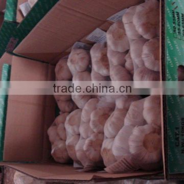 2013 crop Normal White Fresh Garlic