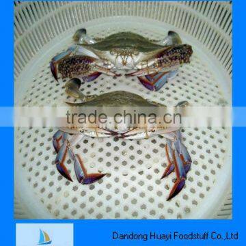 frozen blue swimming crab