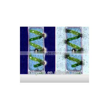 Human Chromosome Microscope Prepared Slides , Male and Female Chromosome Prepared Slide photo-2