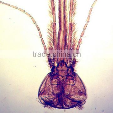 lab using and teaching prepared microscope zoology slides