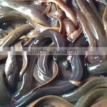 Fresh water eel fish