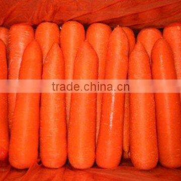 Fresh Carrot 2016 Crop photo-3