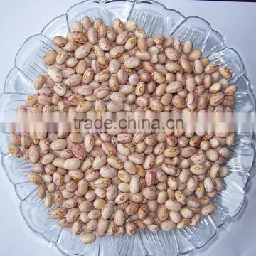 2013 new crop beans of BEST TADING co. LTD