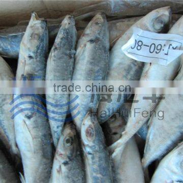 2016 New season frozen horse mackerel BQF