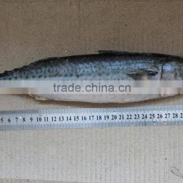 pacific mackerel 300-500g