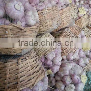Best Quality Cheap Price Fresh Normal White Garlic from egypt